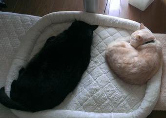 20131101_qoo_ny.jpg